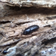 Zophophilus sp. (genus) (Darkling beetle) at Cooma North Ridge Reserve - 7 Feb 2023 by mahargiani