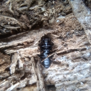 Zophophilus sp. (genus) at Cooma, NSW - 7 Feb 2023 03:01 PM