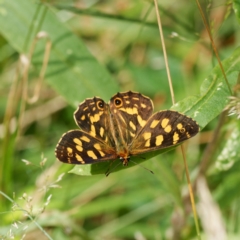 Oreixenica kershawi (Striped Xenica) at Tallaganda State Forest - 7 Feb 2023 by DPRees125