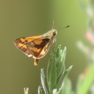 Ocybadistes walkeri (Green Grass-dart) at Bonython, ACT - 7 Feb 2023 by RodDeb