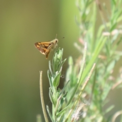 Ocybadistes walkeri at Bonython, ACT - 7 Feb 2023