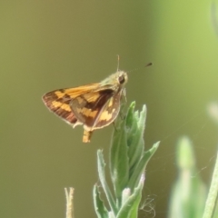 Ocybadistes walkeri at Bonython, ACT - 7 Feb 2023 11:36 AM