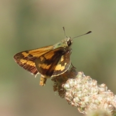 Ocybadistes walkeri at Bonython, ACT - 7 Feb 2023