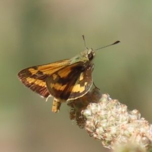 Ocybadistes walkeri at Bonython, ACT - 7 Feb 2023 11:36 AM