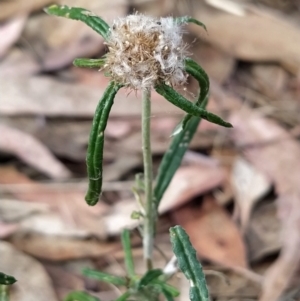 Euchiton sphaericus at Fadden, ACT - 7 Feb 2023