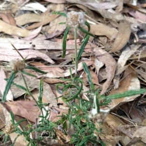 Euchiton sphaericus at Fadden, ACT - 7 Feb 2023