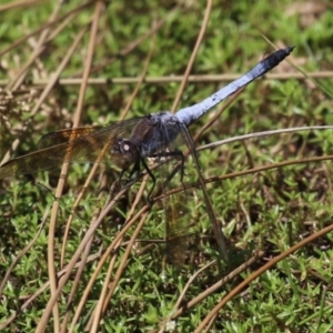 Orthetrum caledonicum at Bonython, ACT - 7 Feb 2023