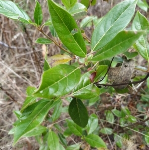 Viburnum tinus at Fadden, ACT - 7 Feb 2023