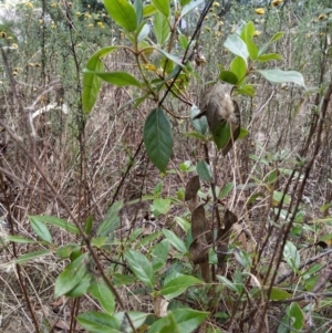 Viburnum tinus at Fadden, ACT - 7 Feb 2023