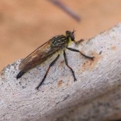 Zosteria rosevillensis (A robber fly) at Bonython, ACT - 7 Feb 2023 by RodDeb
