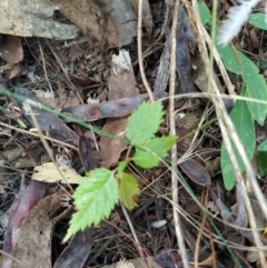 Celtis australis (Nettle Tree) at Fadden, ACT - 7 Feb 2023 by KumikoCallaway