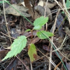 Celtis australis at Fadden, ACT - 7 Feb 2023