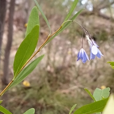 Billardiera heterophylla (Western Australian Bluebell Creeper) at Wanniassa Hill - 7 Feb 2023 by KumikoCallaway