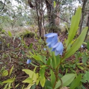 Billardiera heterophylla at Fadden, ACT - 7 Feb 2023