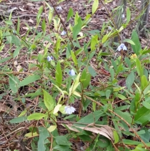 Billardiera heterophylla at Fadden, ACT - 7 Feb 2023