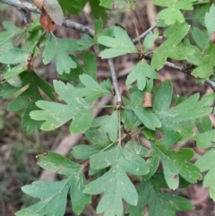 Crataegus monogyna (Hawthorn) at Fadden, ACT - 7 Feb 2023 by KumikoCallaway