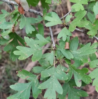 Crataegus monogyna (Hawthorn) at Fadden, ACT - 7 Feb 2023 by KumikoCallaway