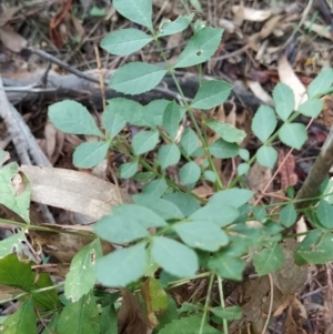 Fraxinus angustifolia at Fadden, ACT - 7 Feb 2023