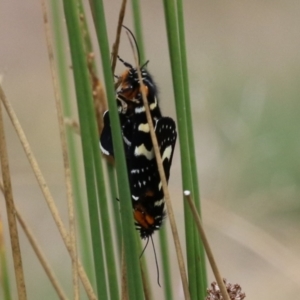 Phalaenoides tristifica at Bonython, ACT - 7 Feb 2023 11:41 AM