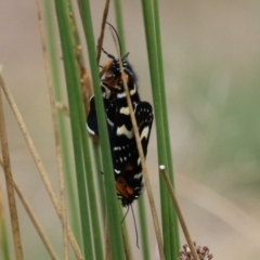 Phalaenoides tristifica (Willow-herb Day-moth) at Bonython, ACT - 7 Feb 2023 by RodDeb