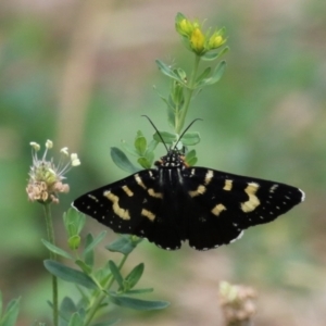 Phalaenoides tristifica at Bonython, ACT - 7 Feb 2023