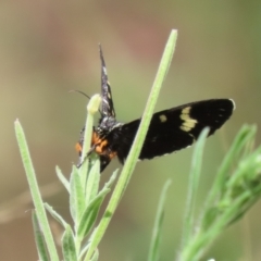 Phalaenoides tristifica at Bonython, ACT - 7 Feb 2023