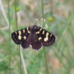 Phalaenoides tristifica at Bonython, ACT - 7 Feb 2023