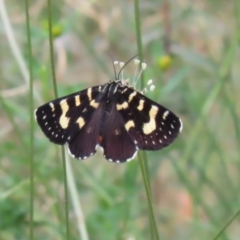 Phalaenoides tristifica at Bonython, ACT - 7 Feb 2023 11:41 AM