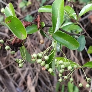 Pyracantha fortuneana at Fadden, ACT - 7 Feb 2023