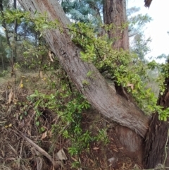 Pyracantha fortuneana at Fadden, ACT - 7 Feb 2023