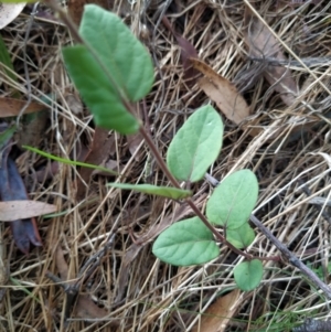 Viburnum tinus at Fadden, ACT - 7 Feb 2023