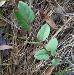 Viburnum tinus (Laurustinus) at Fadden, ACT - 7 Feb 2023 by KumikoCallaway