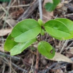 Ligustrum lucidum (Large-leaved Privet) at Wanniassa Hill - 7 Feb 2023 by KumikoCallaway