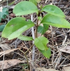 Ligustrum lucidum at Fadden, ACT - 7 Feb 2023