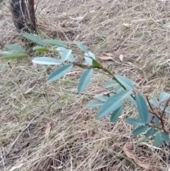 Indigofera australis subsp. australis (Australian Indigo) at Fadden, ACT - 7 Feb 2023 by KumikoCallaway