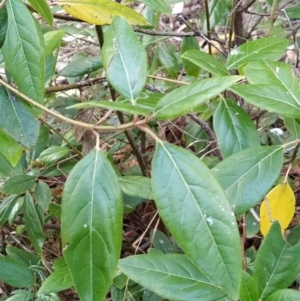 Viburnum tinus at Fadden, ACT - 7 Feb 2023 05:46 PM