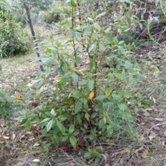 Viburnum tinus at Fadden, ACT - 7 Feb 2023 05:46 PM