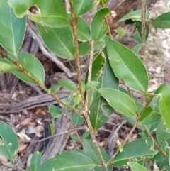 Ligustrum lucidum (Large-leaved Privet) at Fadden, ACT - 7 Feb 2023 by KumikoCallaway