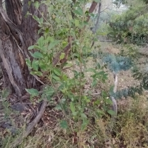 Ligustrum lucidum at Fadden, ACT - 7 Feb 2023 05:48 PM