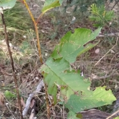 Ulmus procera (English Elm) at Fadden, ACT - 7 Feb 2023 by KumikoCallaway