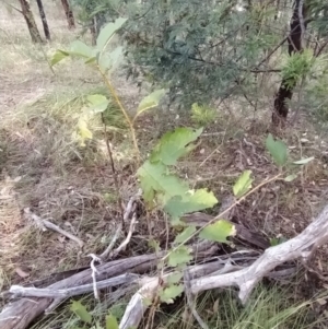 Ulmus procera at Fadden, ACT - 7 Feb 2023 05:48 PM