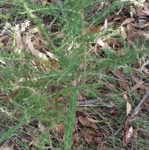 Cassinia aculeata subsp. aculeata at Fadden, ACT - 7 Feb 2023 05:49 PM