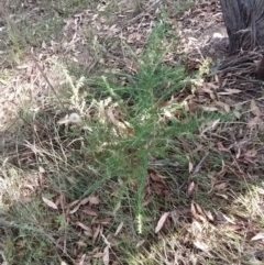 Cassinia aculeata subsp. aculeata at Fadden, ACT - 7 Feb 2023 05:49 PM