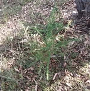 Cassinia aculeata subsp. aculeata at Fadden, ACT - 7 Feb 2023 05:49 PM