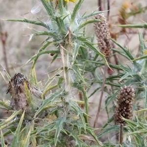 Carthamus lanatus at Fadden, ACT - 7 Feb 2023 06:07 PM