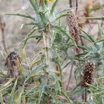 Carthamus lanatus (Saffron Thistle) at Wanniassa Hill - 7 Feb 2023 by KumikoCallaway