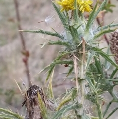 Carthamus lanatus at Fadden, ACT - 7 Feb 2023 06:07 PM