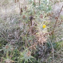 Carthamus lanatus at Fadden, ACT - 7 Feb 2023 06:07 PM