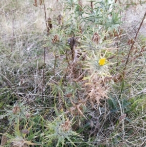 Carthamus lanatus at Fadden, ACT - 7 Feb 2023