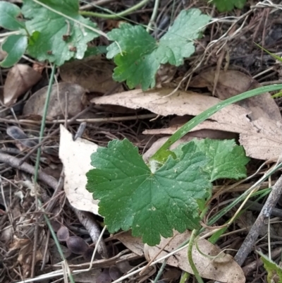 Hydrocotyle laxiflora (Stinking Pennywort) at Wanniassa Hill - 7 Feb 2023 by KumikoCallaway